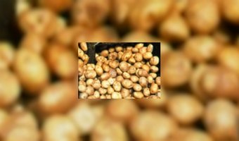 BelgiÃ« komt met 'uitgestelde friet' 