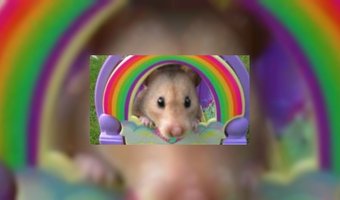Vergeten in het hotel: hamster Frederick
