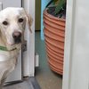 Hotels slecht toegankelijk voor mensen met een geleidehond