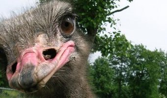 Eindelijk. We kunnen struisvogels knuffelen in de horeca