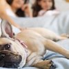 Dierendag: Deze diervriendelijke hotels verdienen een aai over de bol
