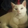 Nieuw kattencafé in Leeuwarden