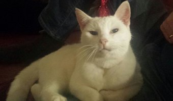 Nieuw kattencafé in Leeuwarden