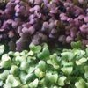 Vlaams-Nederlands initiatief focust op plantaardige nevenstromen in agro-voedingsindustrie