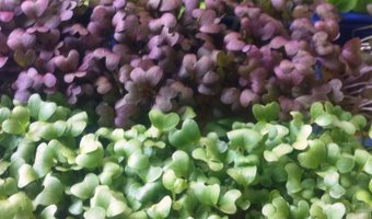 Vlaams-Nederlands initiatief focust op plantaardige nevenstromen in agro-voedingsindustrie