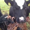 Staatssecretaris Van Dam lanceert ‘European Agri&Food Startup of the Year Challenge’