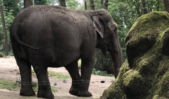 Video: Horeca tussen de olifanten en giraffen
