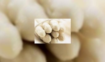 Inspectie SZW: Nog steeds veel overtredingen in aspergeteelt