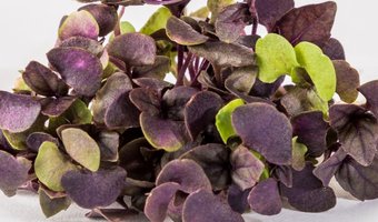 Eerste vertical farm in Nederland opent de deuren