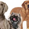 Allereerste sterrendiner voor honden nu al succes