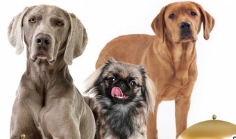 Allereerste sterrendiner voor honden nu al succes