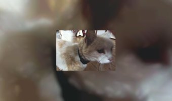 Komt er een kattencafé in Nederland?