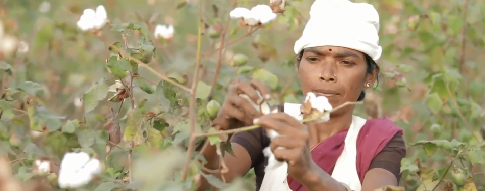 Video: Blycolins' Chetna Project helpt katoenboeren verder