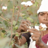 Video: Blycolins' Chetna Project helpt katoenboeren verder