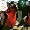 De winnaars van Gaia Green Awards zijn...