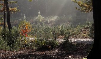 Veluwe weer iets minder populair