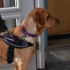Sommige hotels laten geen geleidehonden toe
