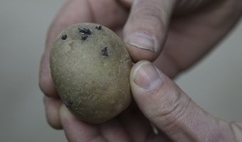 Onderzoek: De aardappel heeft de laagste milieudruk