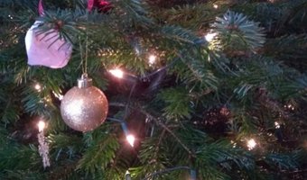 Café gesloten? Dan maar kerstbomen verkopen