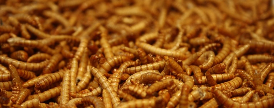Het nieuwe vlees: Angst voor het eten van morgen?