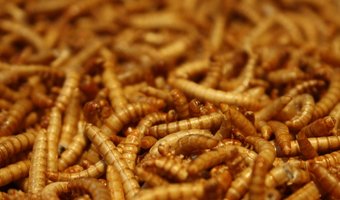 Het nieuwe vlees: Angst voor het eten van morgen?