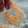 Word een grande chef met de allerbeste sous vide technieken van Souvy!