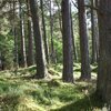 Hotels for Trees en Proposales slaan handen ineen