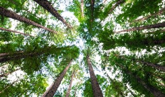Stichting Hotels for Trees verwerft ANBI status
