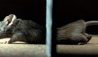 Aangescherpte wetgeving knaagdierbestrijding; gevolgen voor B&B's