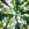 Hotel Jakarta Amsterdam gaat samenwerking aan met Hotels for Trees