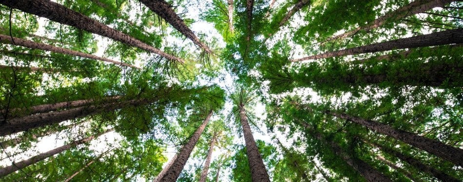 Hotel Jakarta Amsterdam gaat samenwerking aan met Hotels for Trees
