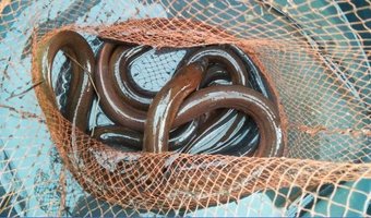 Relais & Châteaux chefs slaan alarm voor biodiversiteit van de zee
