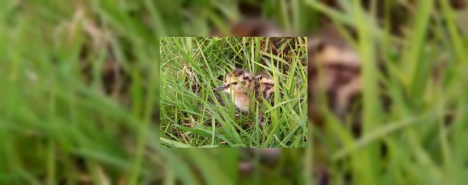 Duurzaam hotel stoort vogels