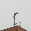 Van der Valk-hotel schrijft brandbrief na forse verhoging toeristenbelasting
