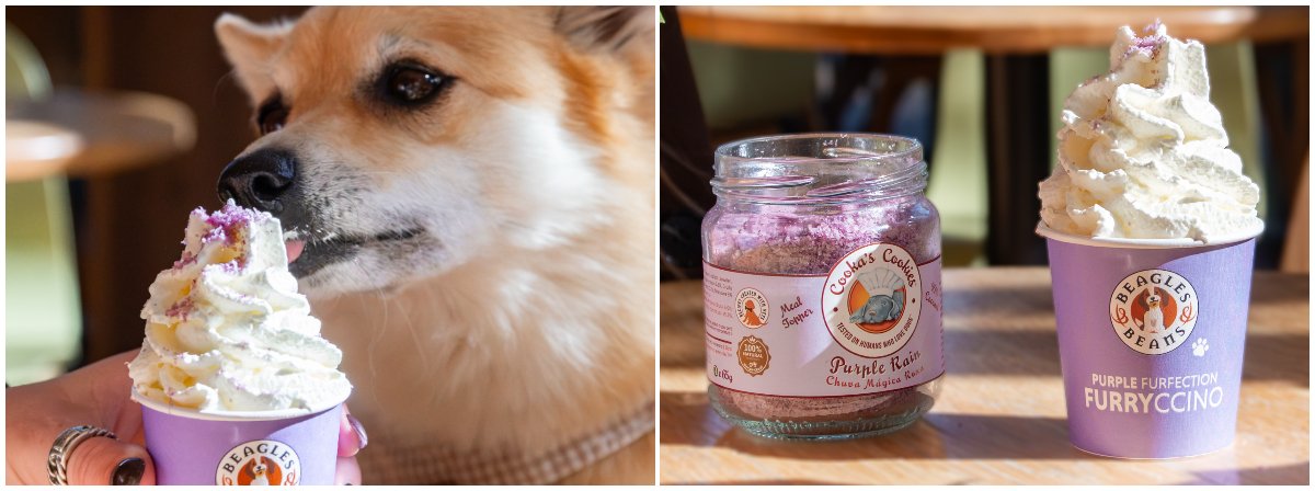 Hondenwandelclub: Beagles & Beans gaat een rondje met de hond