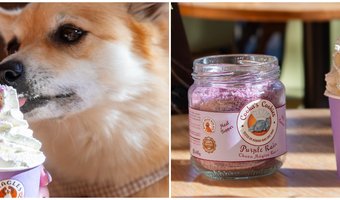 Hondenwandelclub: Beagles & Beans gaat een rondje met de hond