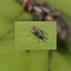 Ster kwijt door insecten