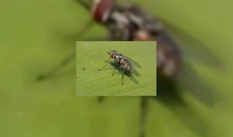 Ster kwijt door insecten