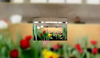 Tulpen sieren lobby nhow Rotterdam