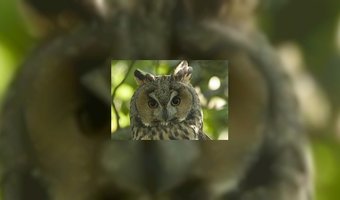 Veel animo voor café met uilen