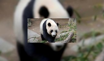 Prijzig kopje groene thee in China