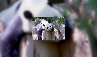 Hotel opent centrum voor panda's
