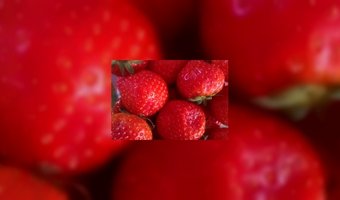 De Nederlandse aardbei is er weer