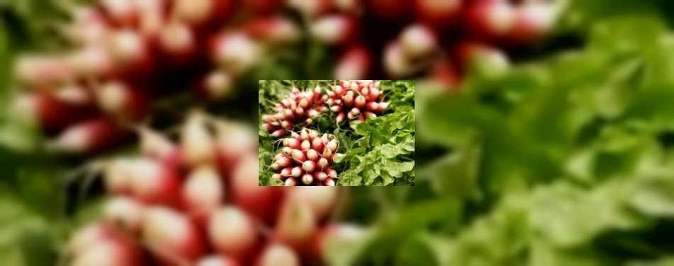 Leer beter vegetarisch koken