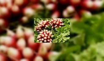 Leer beter vegetarisch koken