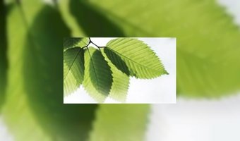 Grote ketens en 'groen' gaan niet samen