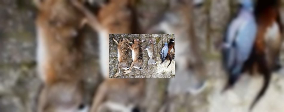 Wild: lekker, maar kluiven 'ho maar'! 