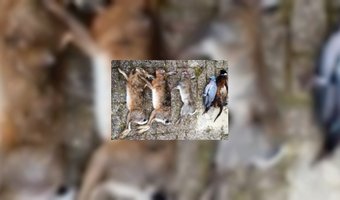 Wild: lekker, maar kluiven 'ho maar'! 