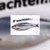 Start haringseizoen uitgesteld
