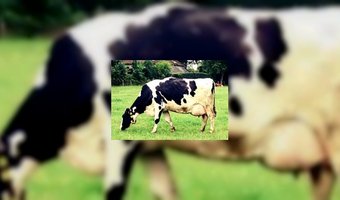 Oprichter Booking.com wordt boer